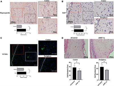 Indispensable Role of HIF-1α Signaling in Post-implantation Survival and Angio-/Vasculogenic Properties of SHED